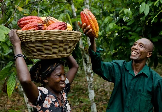 Cocoa farmers carrying freshly harvested pods